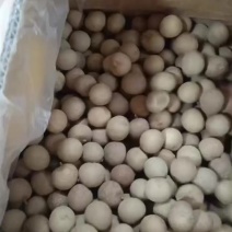 广西特产大龙眼干核小肉厚香甜软糯，一件20斤，也可分装