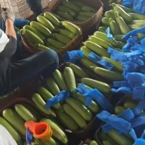 绿皮西葫芦