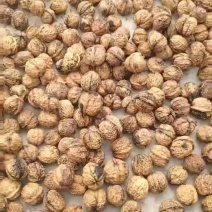云南小香果核桃