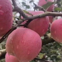 昭通丑苹果
