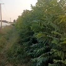 一百二十万颗开鸡冠红红油香椿大棚反季节种植种苗代嫁