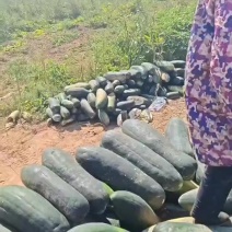黑皮冬瓜，大量现货，直地直发，保证质量