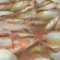 红罗飞鱼