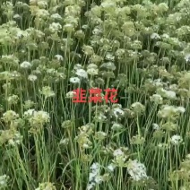 2026年韭菜花，半花半籽、全籽大量供应工厂、市场电商。