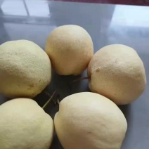 精品酥梨
