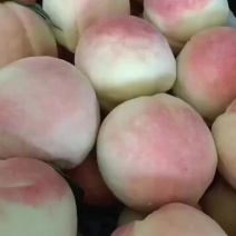 中华寿桃，中秋王桃大量上市中有需要老板联系我