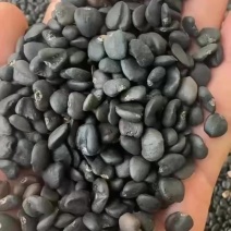 新货白玉兰种子，产地直供，质量优良，发芽率高，纯手工加工