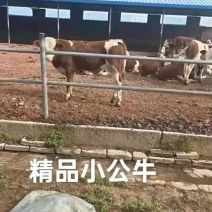 优质西门塔尔公母牛犊/公牛犊/母牛犊