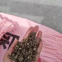 猫抓草各种规格