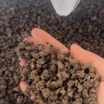 猫爪草各种规格都有