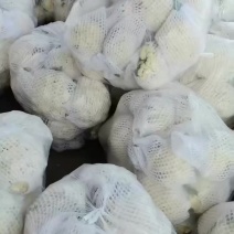 西安精品松花大量上市