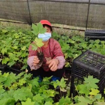 通草杯苗