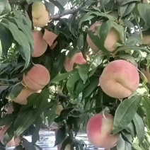 中秋王