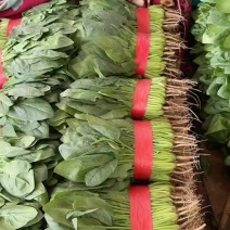 菠菜产地直发包装齐全欢迎新老顾客致电