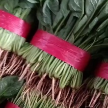 菠菜