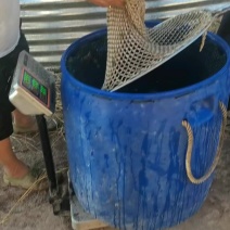 湘云鲫