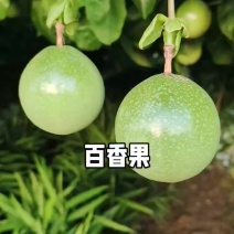 广西钦蜜9号百香果