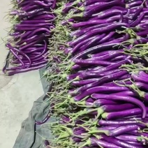 产地货源线茄大量上市商超精品货市场批发