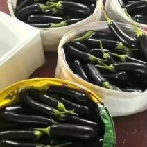 烧烤茄绿把长茄上市产地货源商超市场批发精品