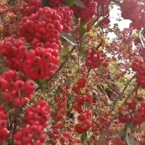 卖火棘果