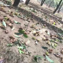 板栗