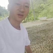 谢白是当下最热门儿的种源之一目前我们已基地种子植发的模式发放