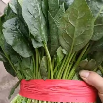 精品菠菜