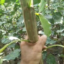 出售107速生杨树苗