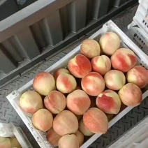中秋王桃，大量上市中有有需要老板联系我