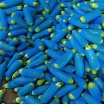 绿皮西葫芦