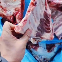 多肉猪小排大量现货量大从优