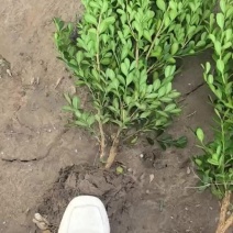 瓜子黄杨毛球