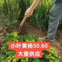 小叶黄杨瓜子黄杨