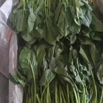 小叶菠菜供应北京菠菜全北京市周边都可配送学校企