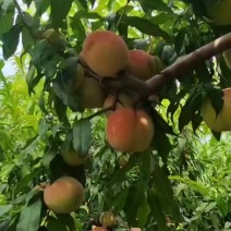 【毛桃】晚蜜大甜桃支持视频看货，可发往全国市场！