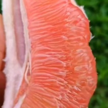 三红柚