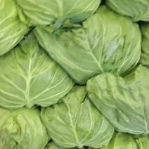 甘蓝菜，大量有，价格便宜，想拉的联系我