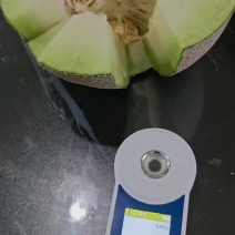 美网六号网纹瓜