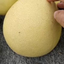 四川三红心柚大量上市了