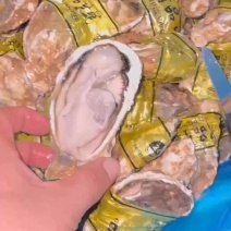 山东生蚝大连生蚝三倍体净化蚝生蚝批发海海蛎子