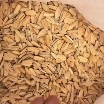 五香脱皮打手瓜子，电商通用货，可来聊