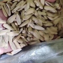 五香脱皮打手瓜子，电商通用货电商通用货电商通用货，可来聊