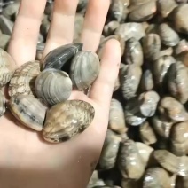 花蚬了，黄蚬子，白蚬子，小人仙