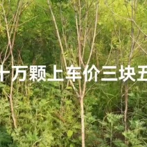 文冠果