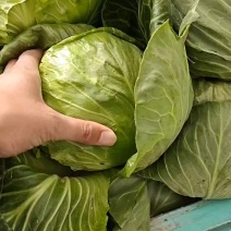 甘蓝