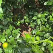 沃柑