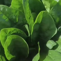 大叶菠菜