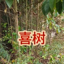 喜树