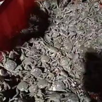 纯盘锦稻田蟹，肥度非常好。