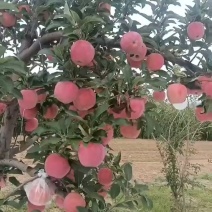 中秋王上市